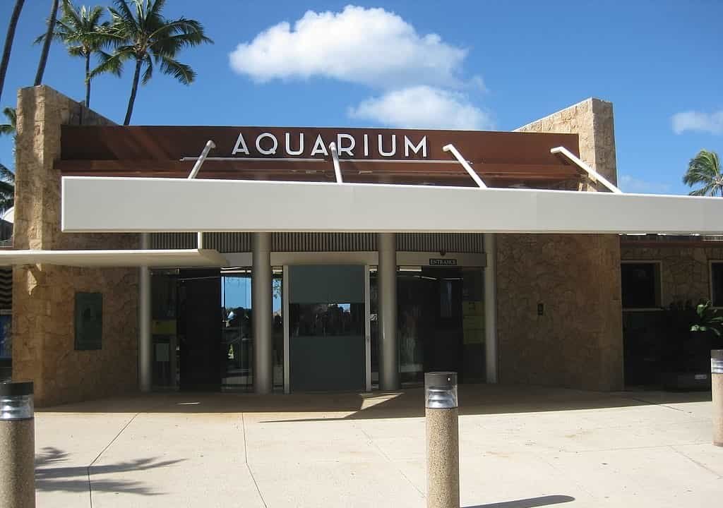 Best Things to Do in Waikiki, Waikiki Aquarium