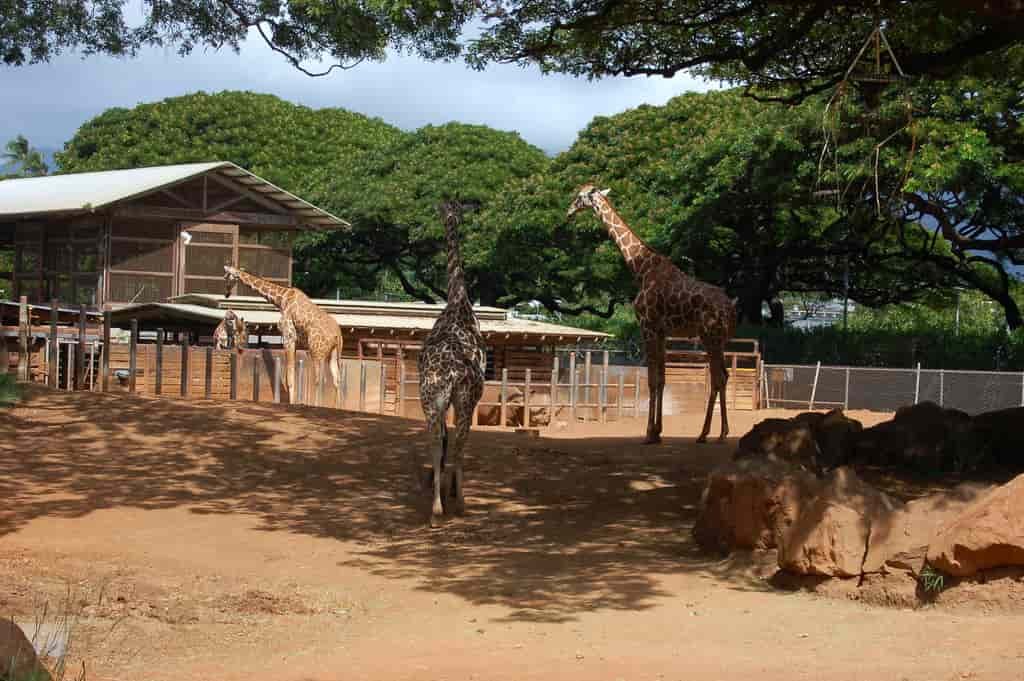 Best Things to Do in Waikiki, Honolulu Zoo