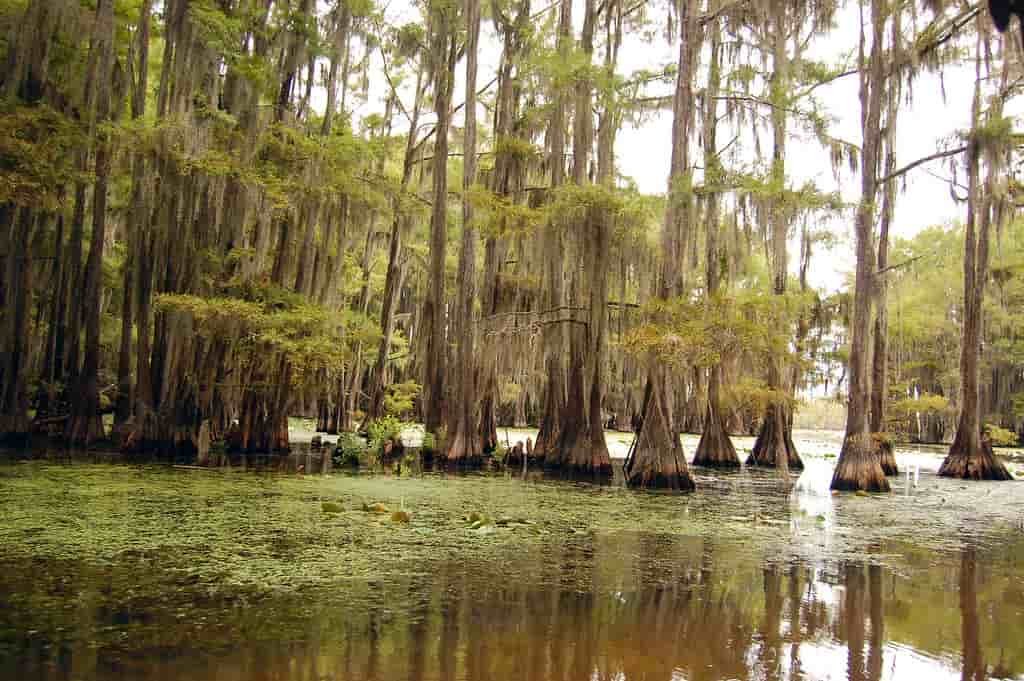 Caddo Lake