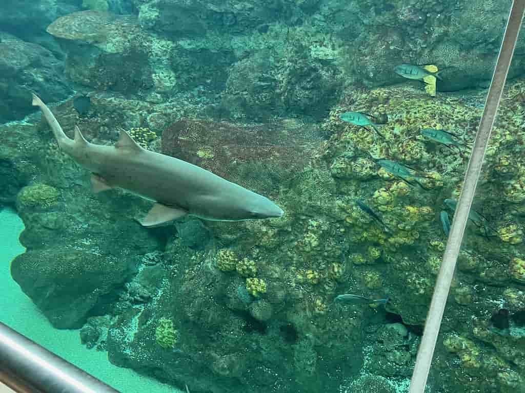 Free things to do in Tampa, Florida Aquarium