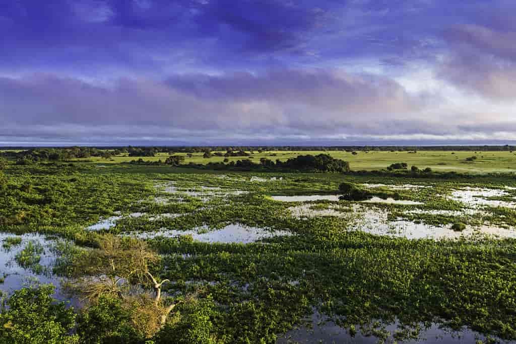 Pantanal 