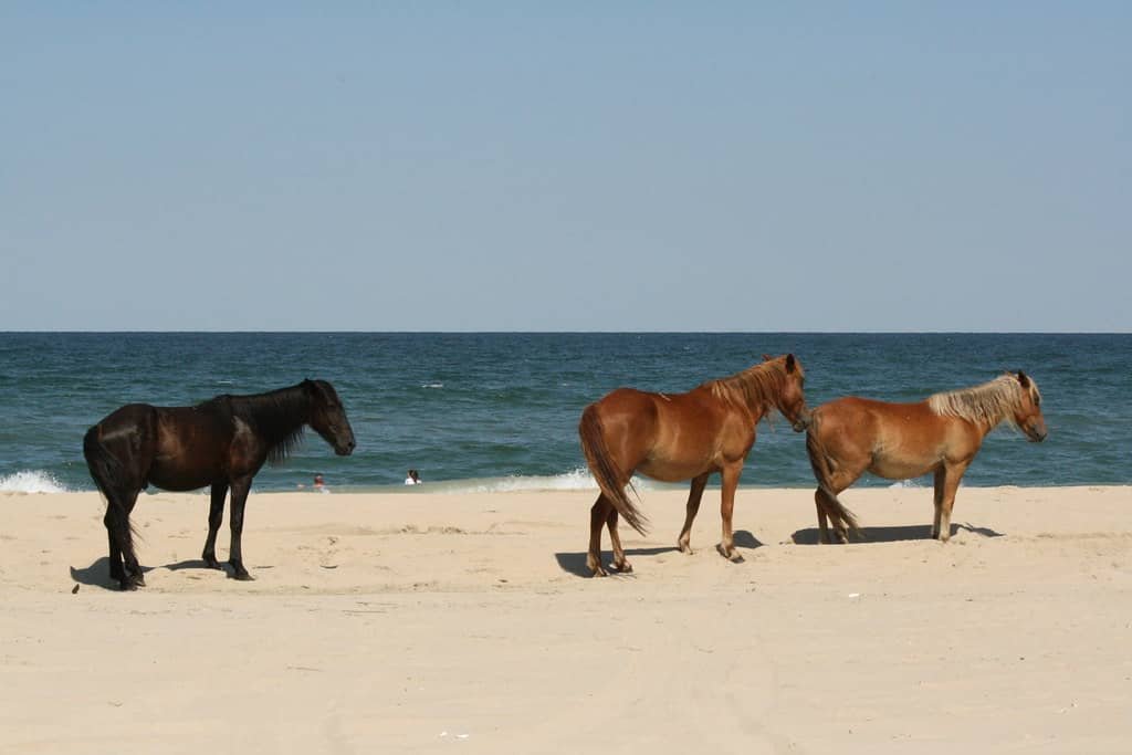 Best Beaches in North Carolina for Families, Carova Beach