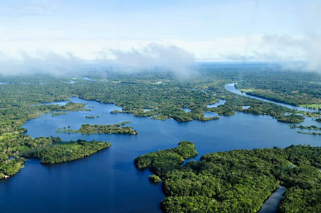 Amazon rainforest 