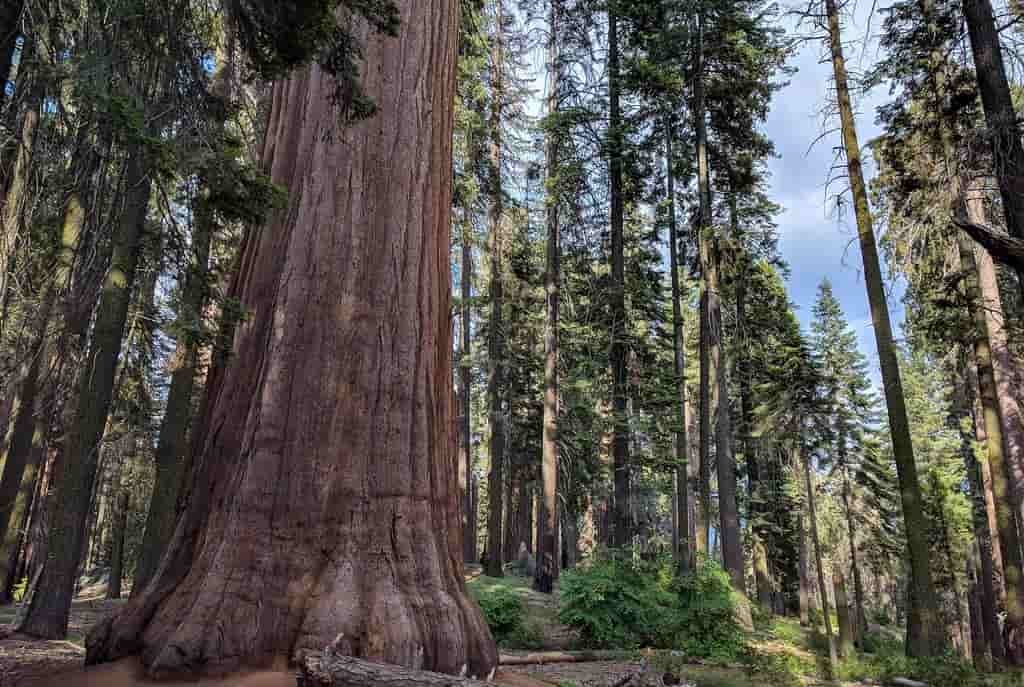 Best National Parks to Visit in November, Sequoia National Park