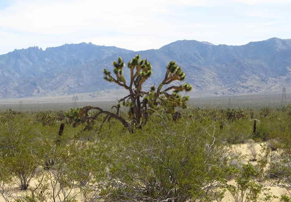 Mojave National Preserve