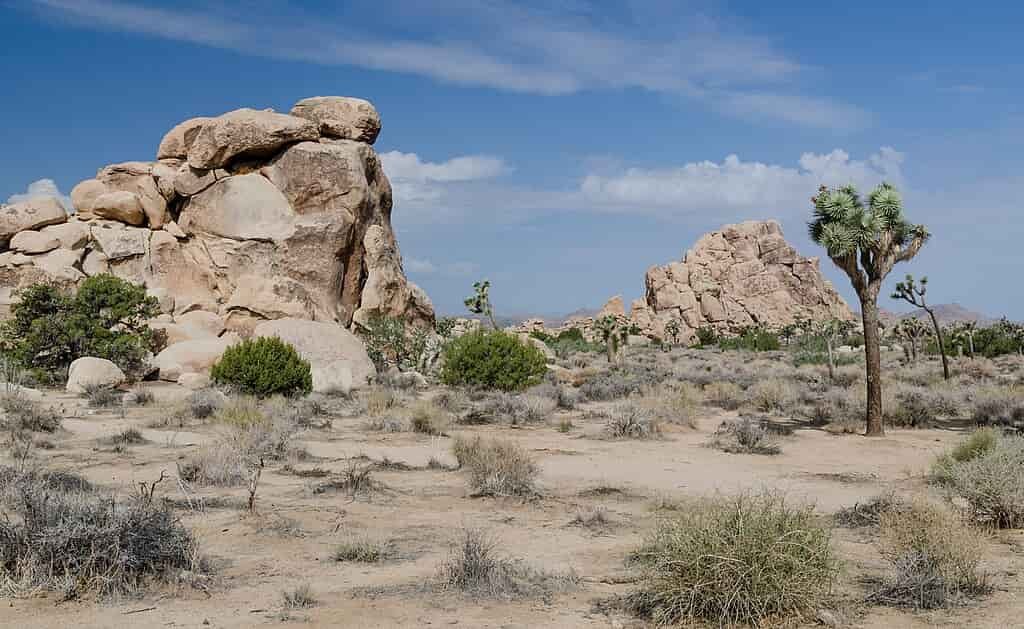 Joshua Tree National Park