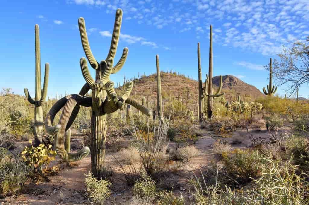 Saguaro National Park