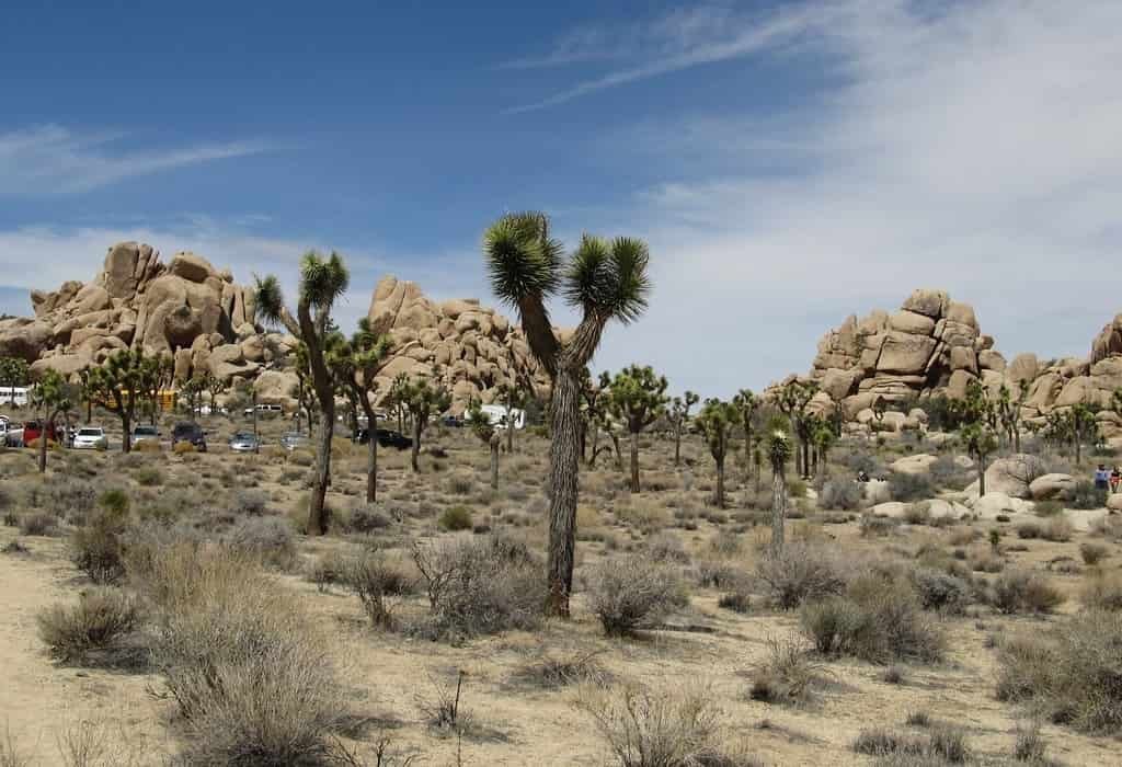 Joshua Tree National Park