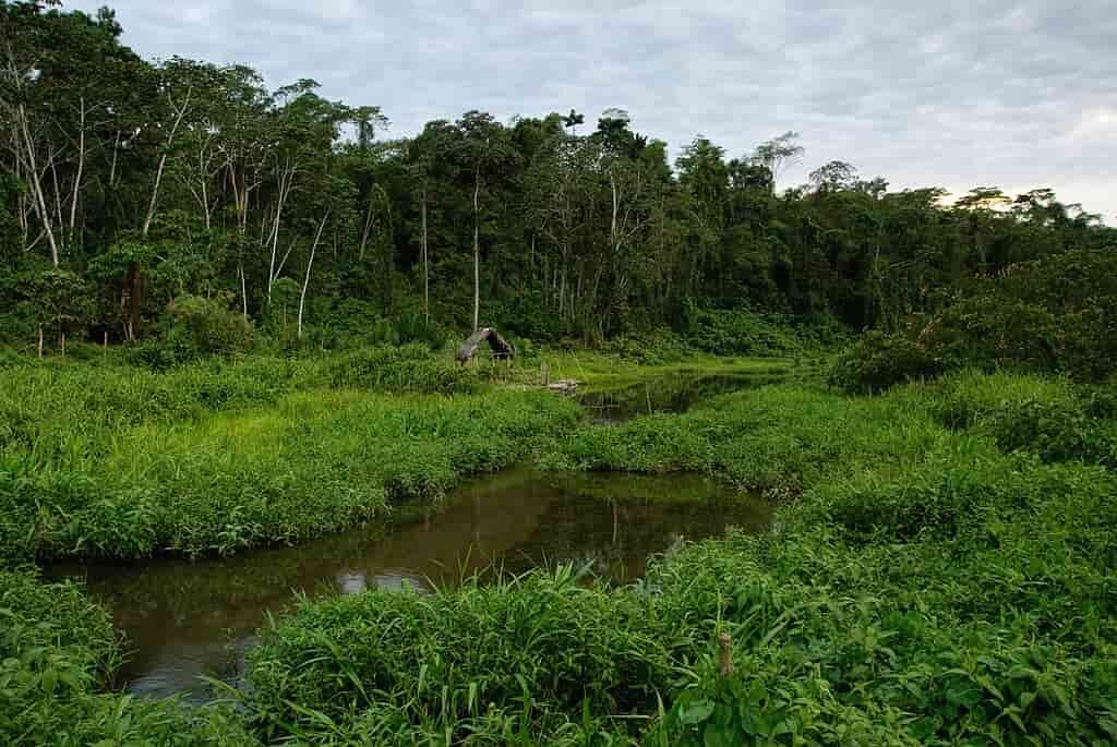 Manu National Park